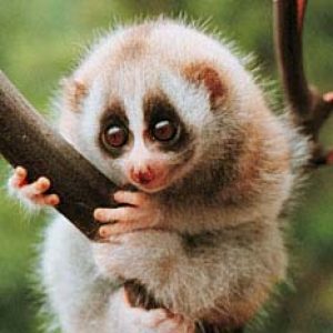 Foto del profilo di Loris Rocca