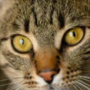 Foto del profilo di ANDREA