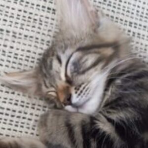 Foto del profilo di Luisa Petralia